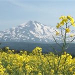 今村氏の「東北でよかった」発言を逆手に?ツイッターでハッシュタグ投稿が次々と!